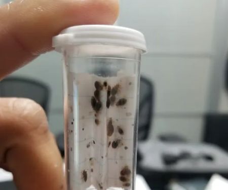 Pestrol