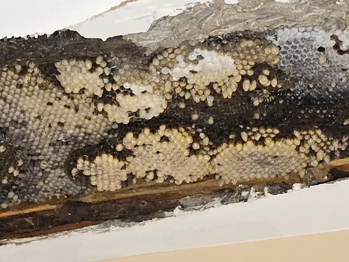 JT Pest Control Picture 3