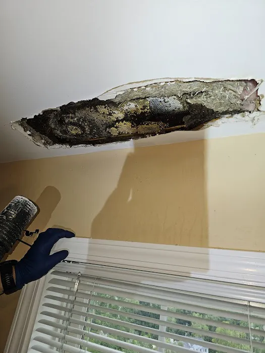 JT Pest Control Picture 2