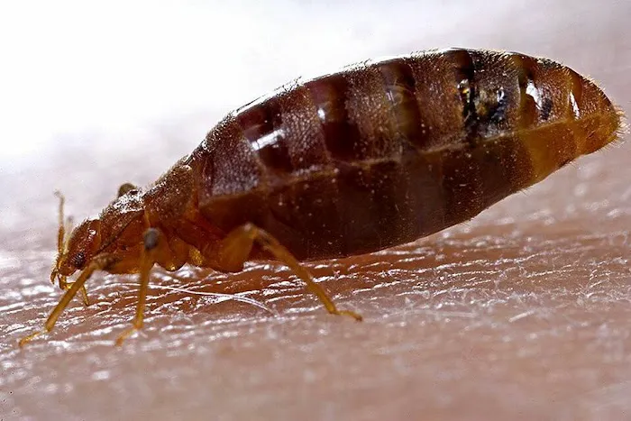 A#1 Animal and Pest Control Picture 6