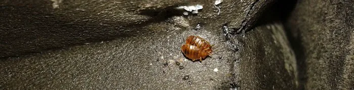 A#1 Animal and Pest Control Picture 10