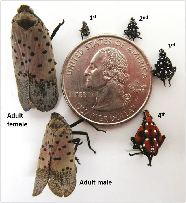 A#1 Animal and Pest Control Picture 8