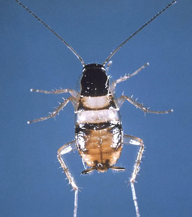 A#1 Animal and Pest Control Picture 7