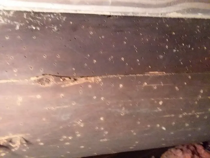 A#1 Animal and Pest Control Picture 5