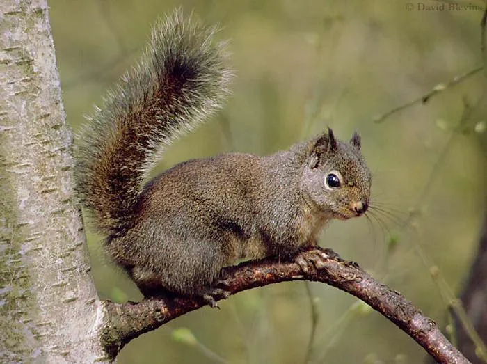 A1 Wildlife Pest Control LLC Picture 2