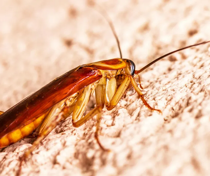 L & L Pest Control Picture 5