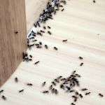 L & L Pest Control