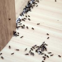 L & L Pest Control ico