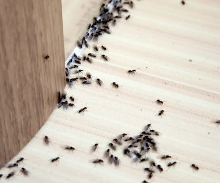 L & L Pest Control