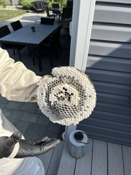 Excel Pest Services Picture 9