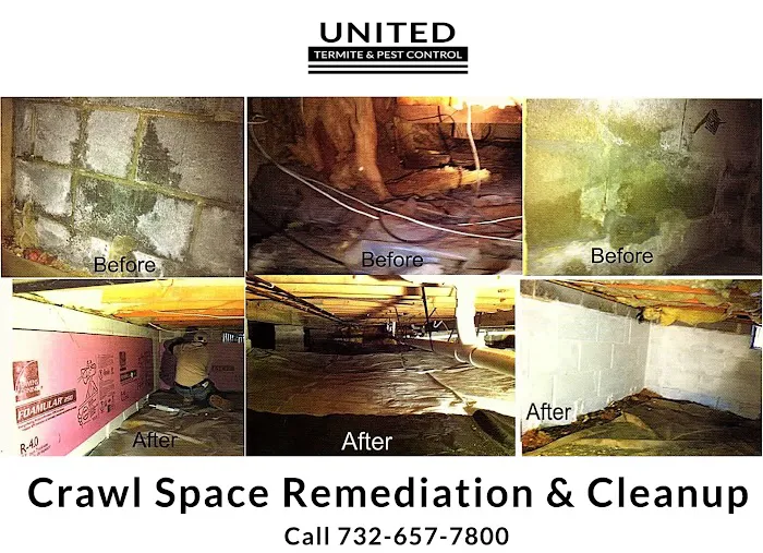 United Termite Picture 2