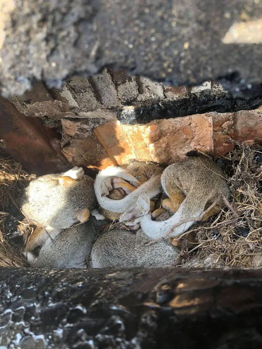 Dynamic Pest Control Picture 4