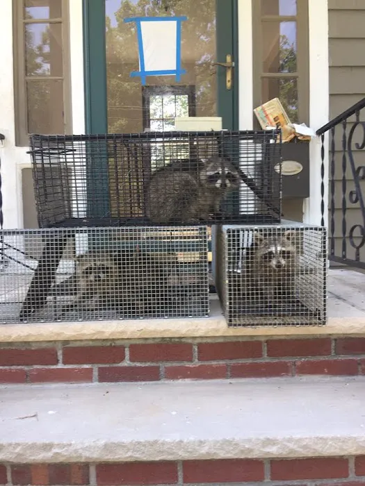 Dynamic Pest Control Picture 5
