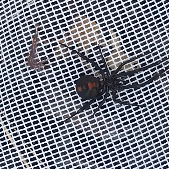 Dynamic Pest Control Picture 7