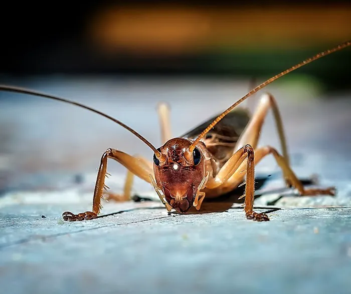 Ozane Termite & Pest Control Picture 9