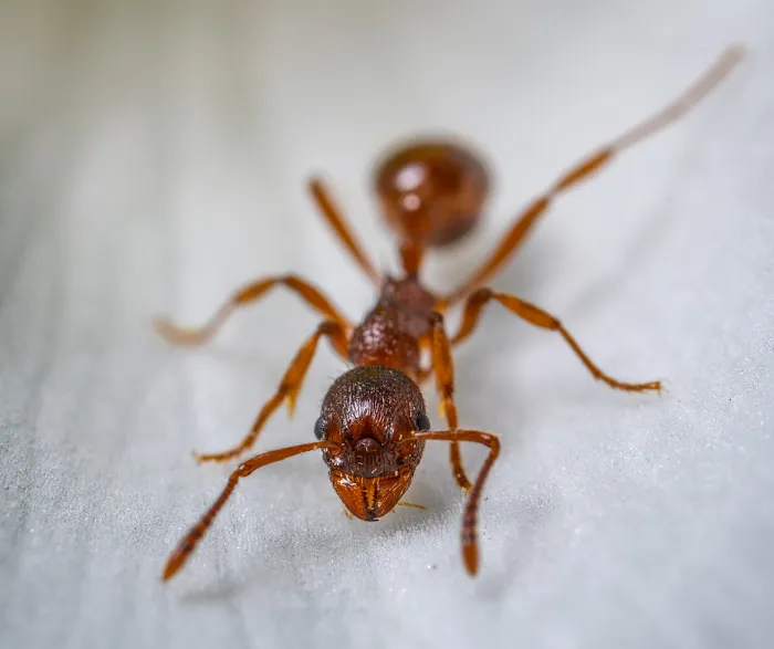 Ozane Termite & Pest Control Picture 6