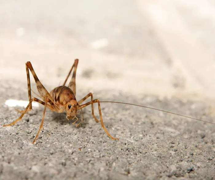 Ozane Termite & Pest Control Picture 2