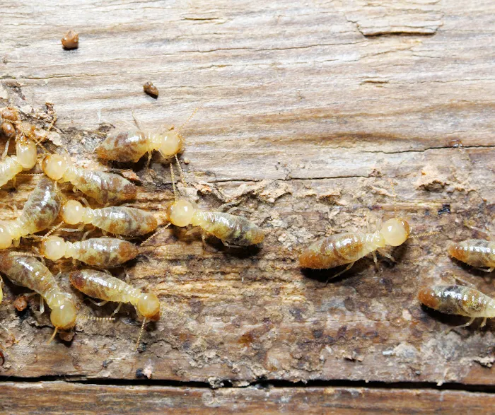 Ozane Termite & Pest Control Picture 5