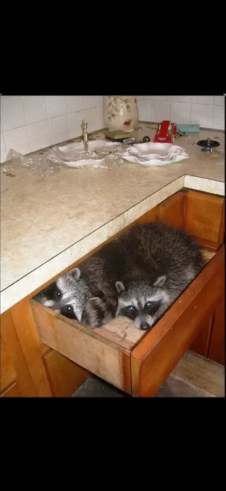 PESTOFF EXTERMINATING INC. Picture 7