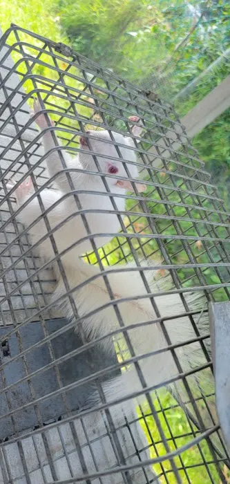 A-Team Wildlife & Pest Solutions Picture 6