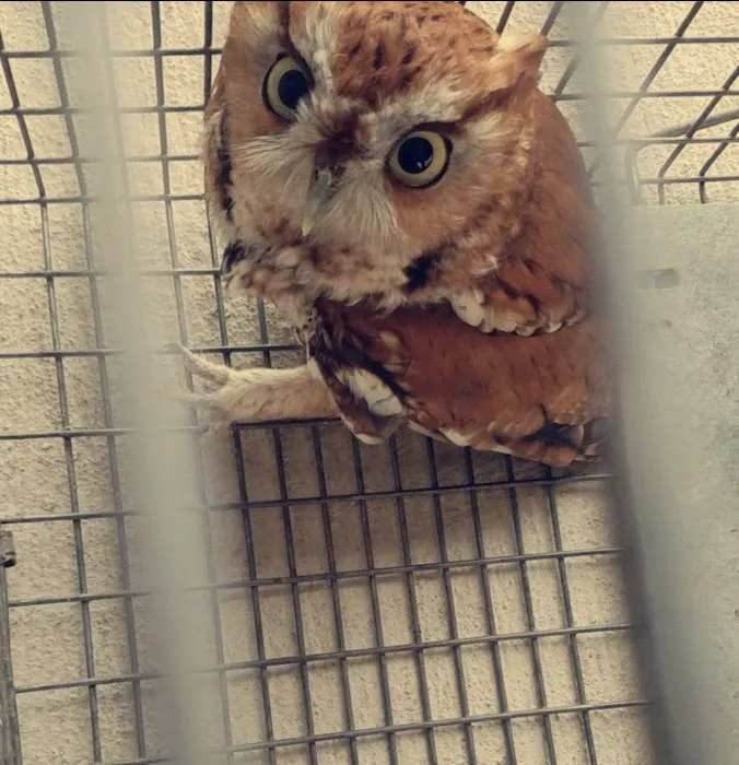 A-Team Wildlife & Pest Solutions Picture 10