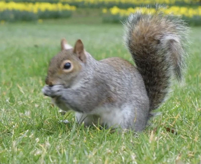 A-Team Wildlife & Pest Solutions Picture 7