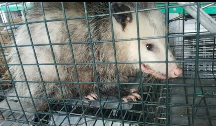 A-Team Wildlife & Pest Solutions Picture 2