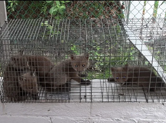 A-Team Wildlife & Pest Solutions Picture 4