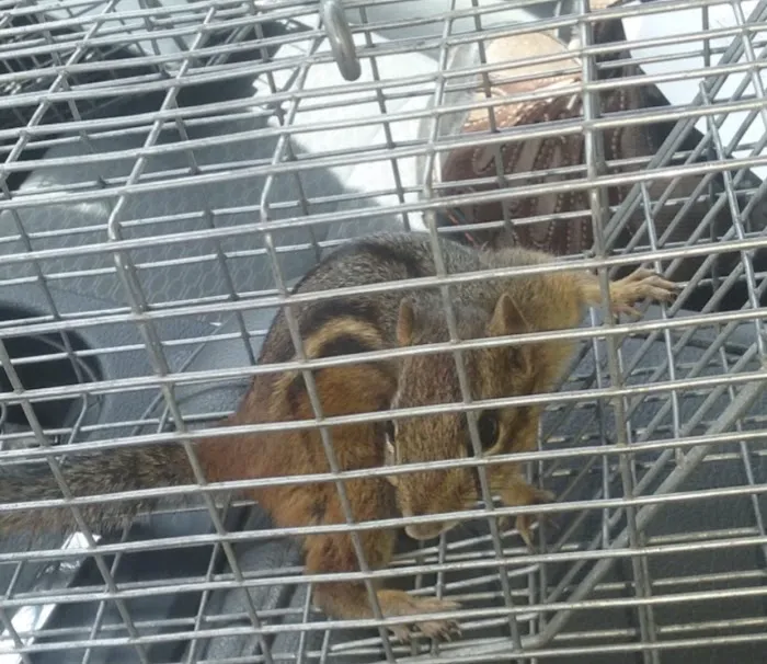 A-Team Wildlife & Pest Solutions Picture 5