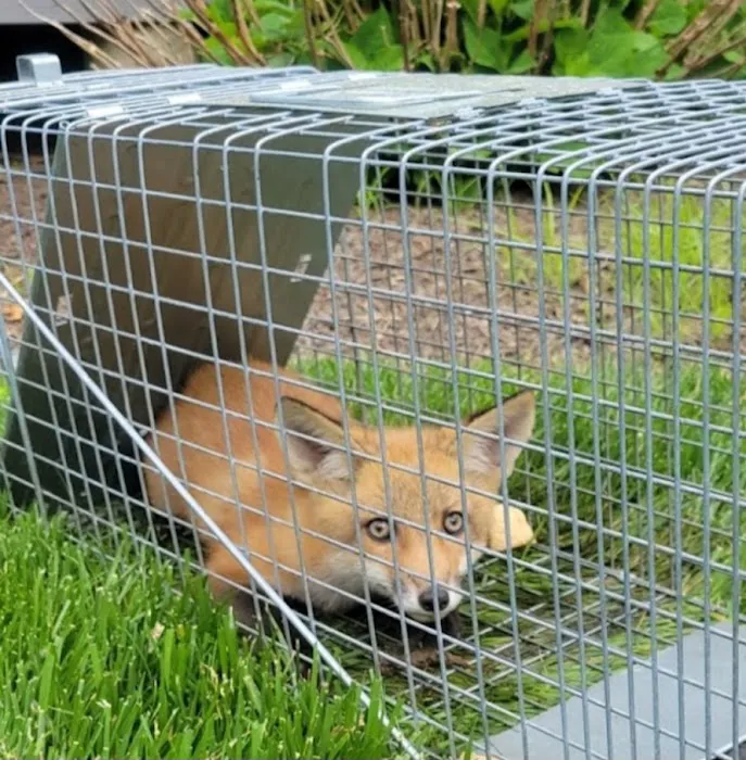 A-Team Wildlife & Pest Solutions Picture 9