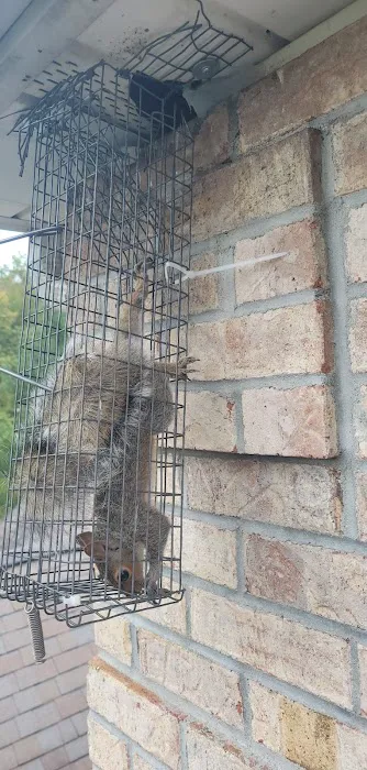 A-Team Wildlife & Pest Solutions Picture 1