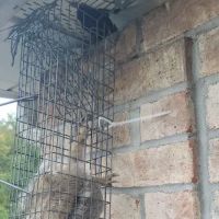 A-Team Wildlife & Pest Solutions ico