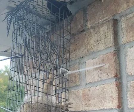 A-Team Wildlife & Pest Solutions