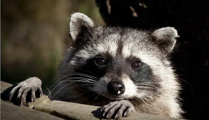 A-Team Wildlife & Pest Solutions Picture 3