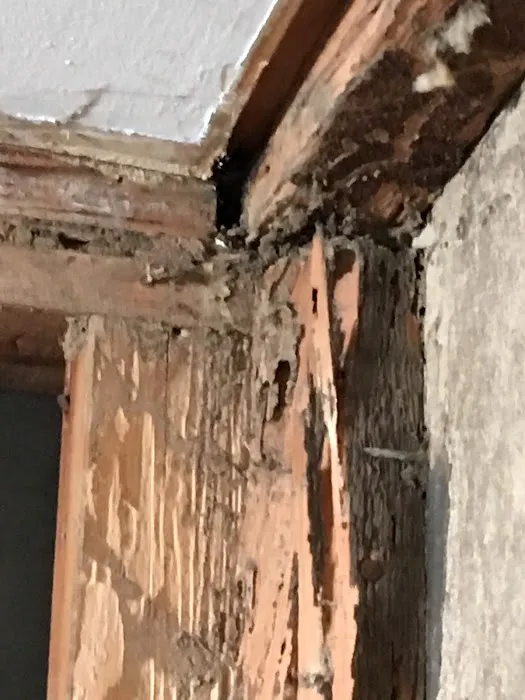 City & Suburbs Pest Control,LLC Picture 4