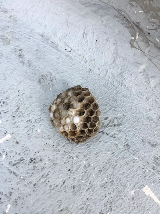 City & Suburbs Pest Control,LLC Picture 9