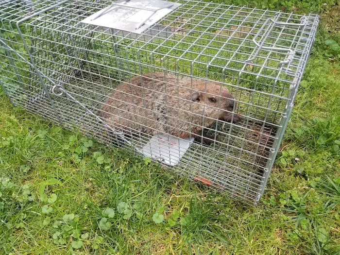 DB Pest Solutions Picture 7