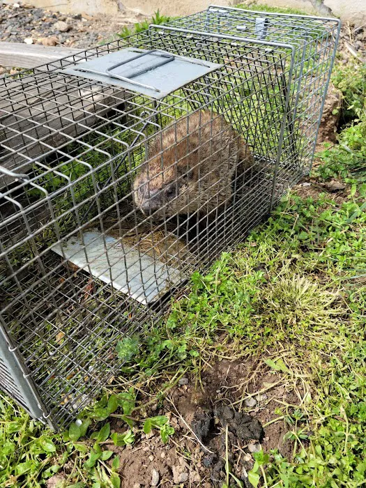Ed's Pest & Wildlife Control, LLC Picture 3