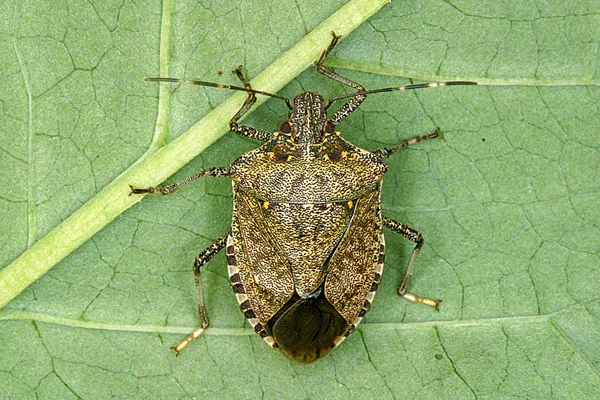 Pest and Wildlife Control Company Picture 5