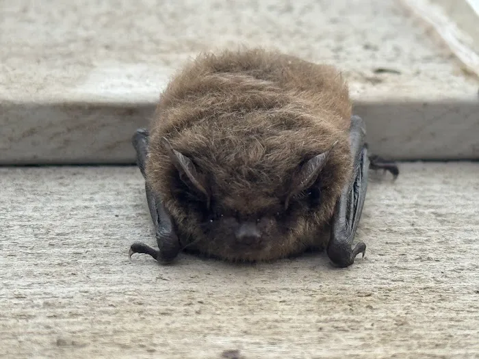 Pest and Wildlife Control Company Picture 2