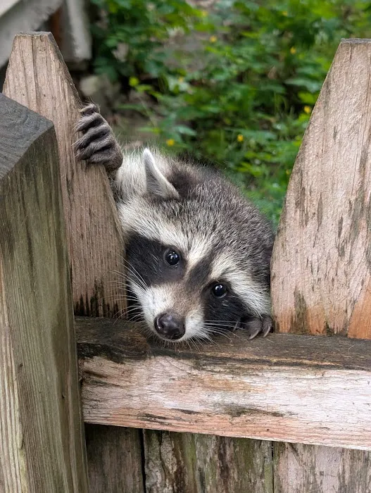 Pest and Wildlife Control Company Picture 3