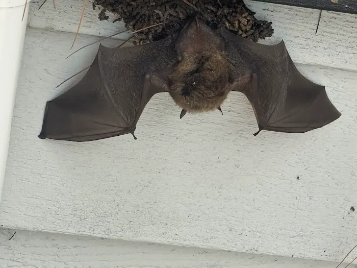 Pest and Wildlife Control Company Picture 9