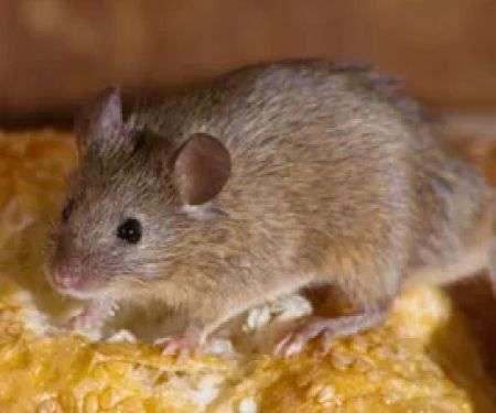 Eastern Pest Management