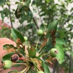 FlynnCo Pest Management