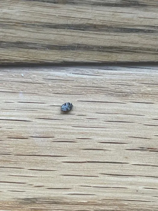 StrongArm Pest Control Picture 1