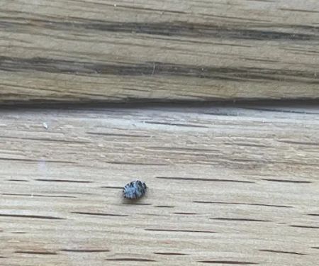StrongArm Pest Control