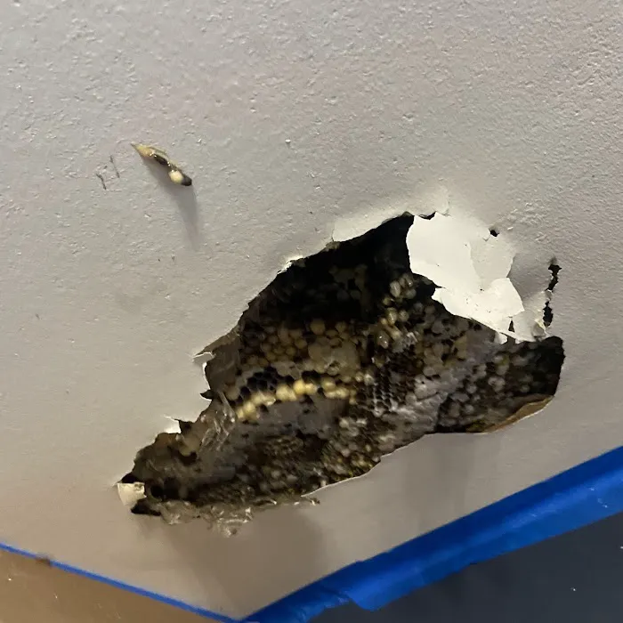 StrongArm Pest Control Picture 5