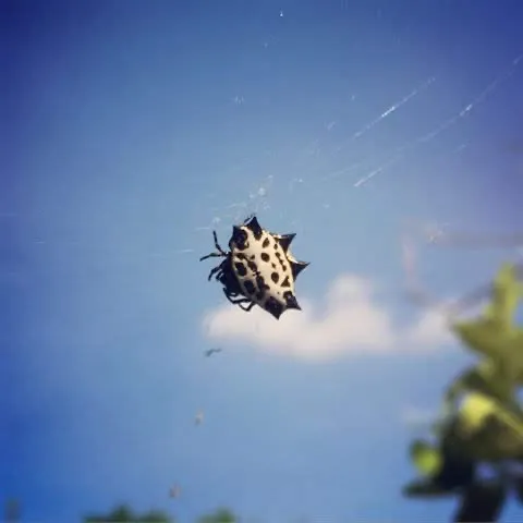 Actiguard Pest Control Picture 1