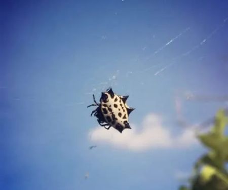 Actiguard Pest Control