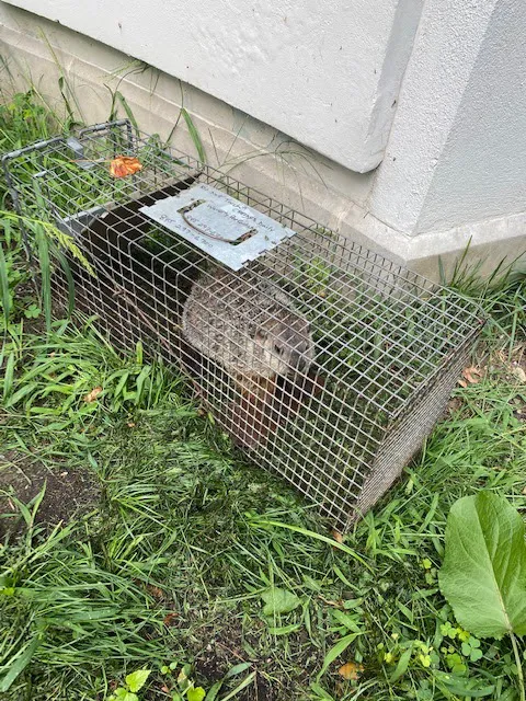 Waverly Pest Control Inc. Picture 10